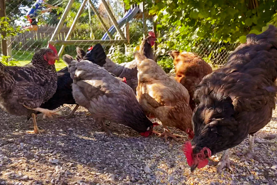 Chickens feeding on the farm