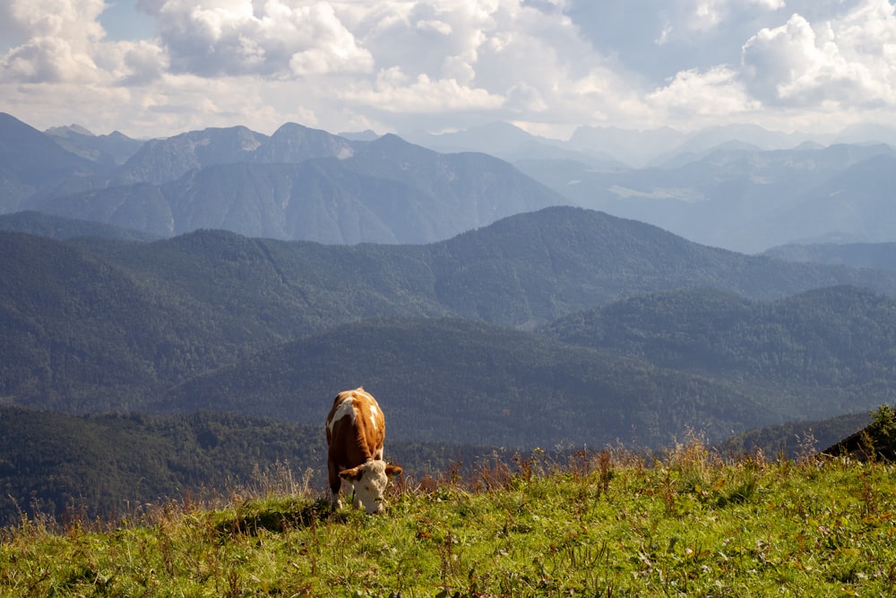 Una mucca marrone in piedi sulla cima di una collina verde lussureggiante
