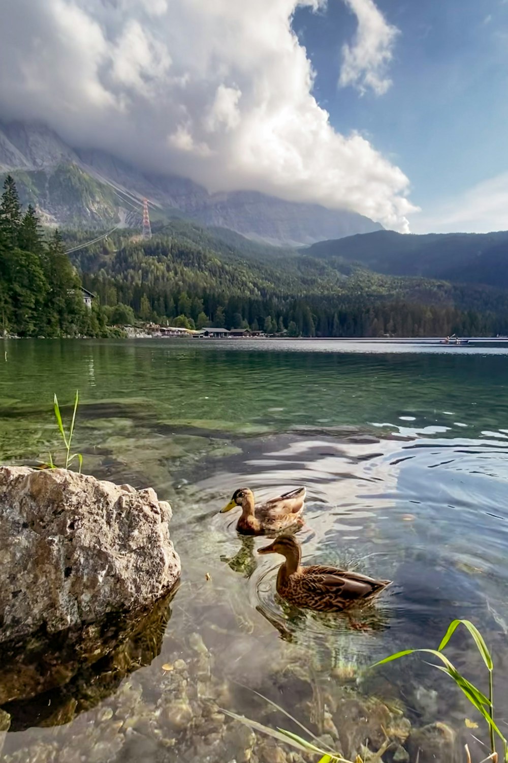 two ducks swimming in a lake near a mountain