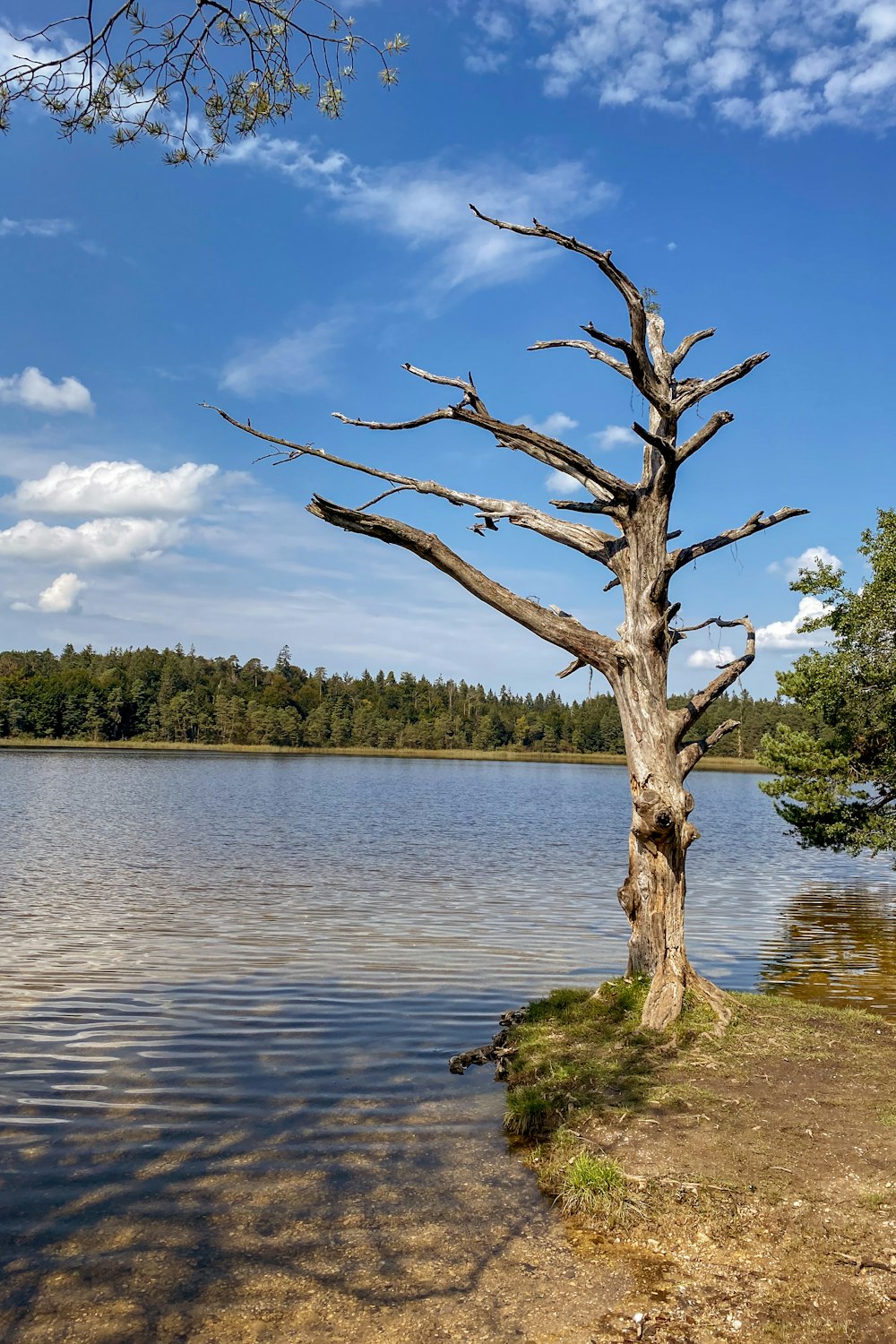 a dead tree sitting on the shore of a lake