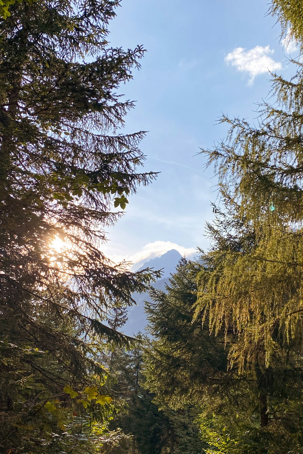 the sun shines through the trees in the forest