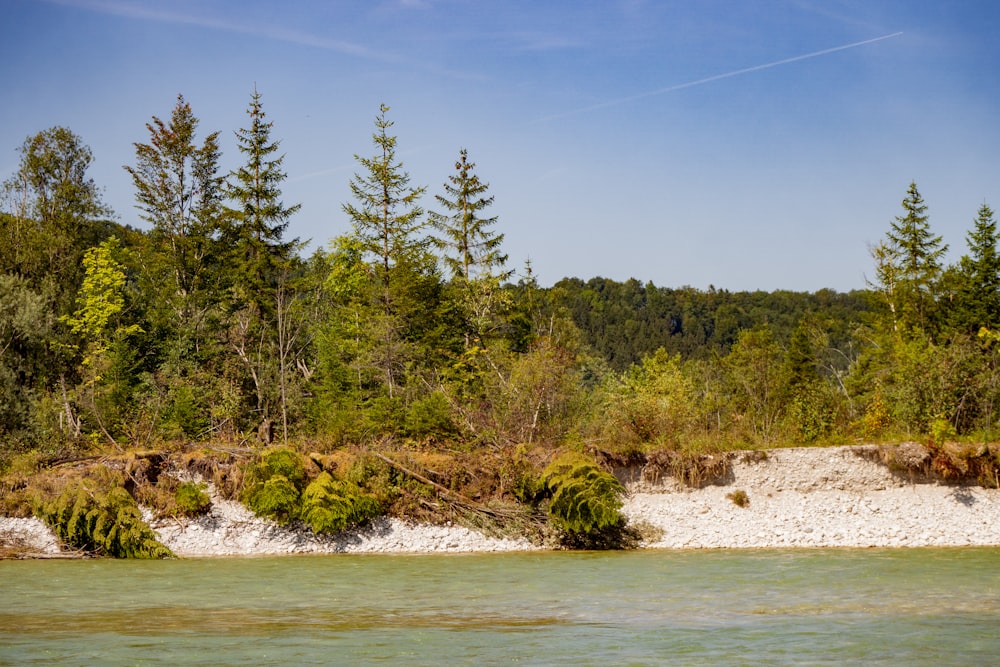 a body of water surrounded by trees and grass