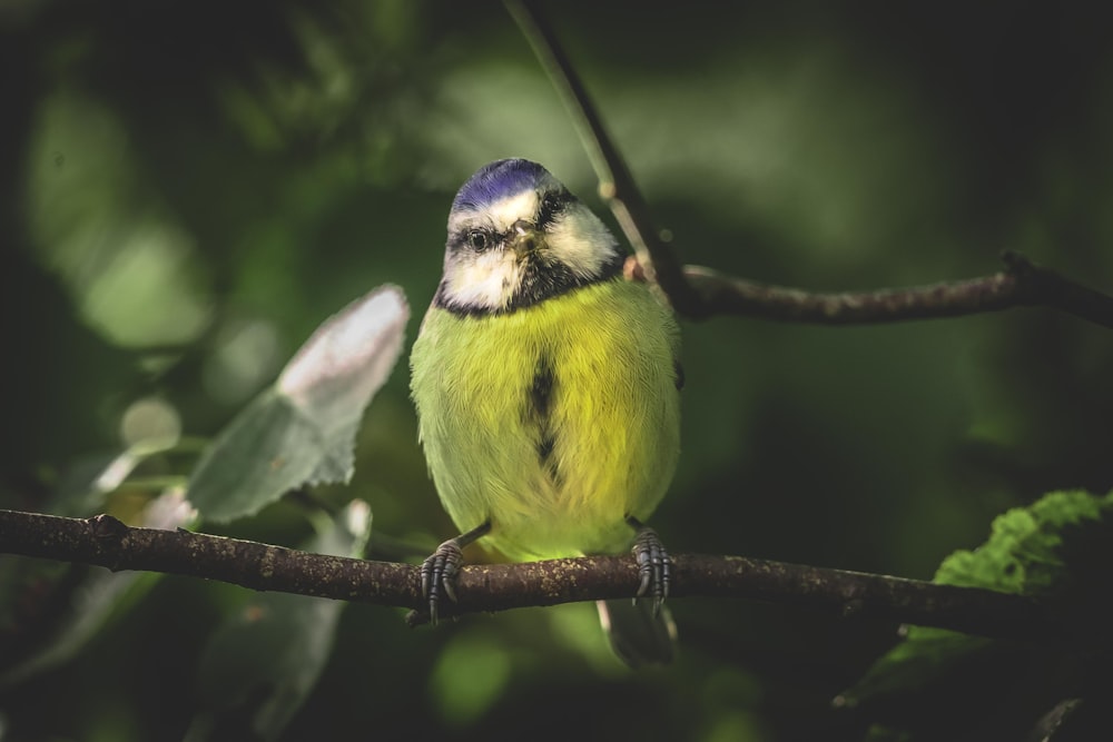 a small bird perched on a tree branch