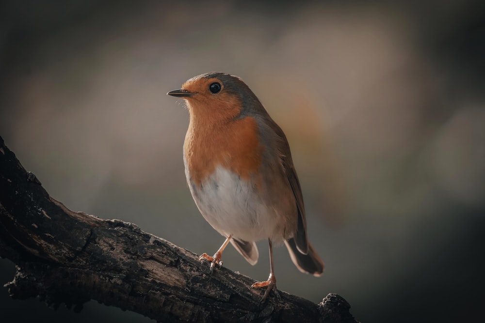 a small bird perched on top of a tree branch