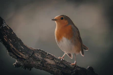 A robin perched on top of a tree branch.