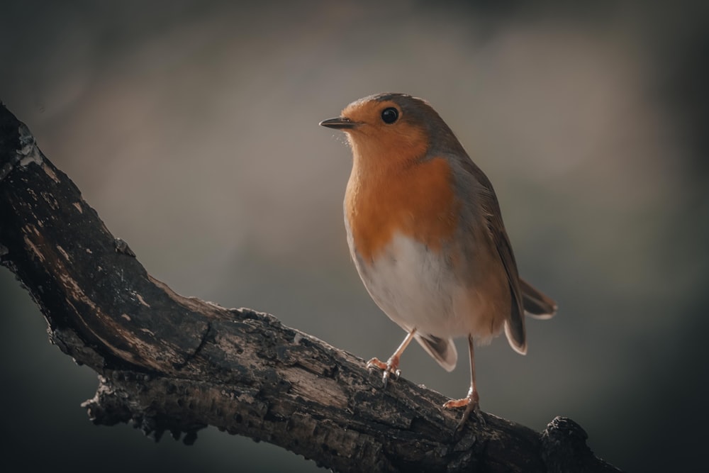 a small bird perched on top of a tree branch