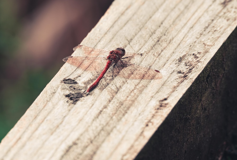 a red dragonfly resting on a piece of wood