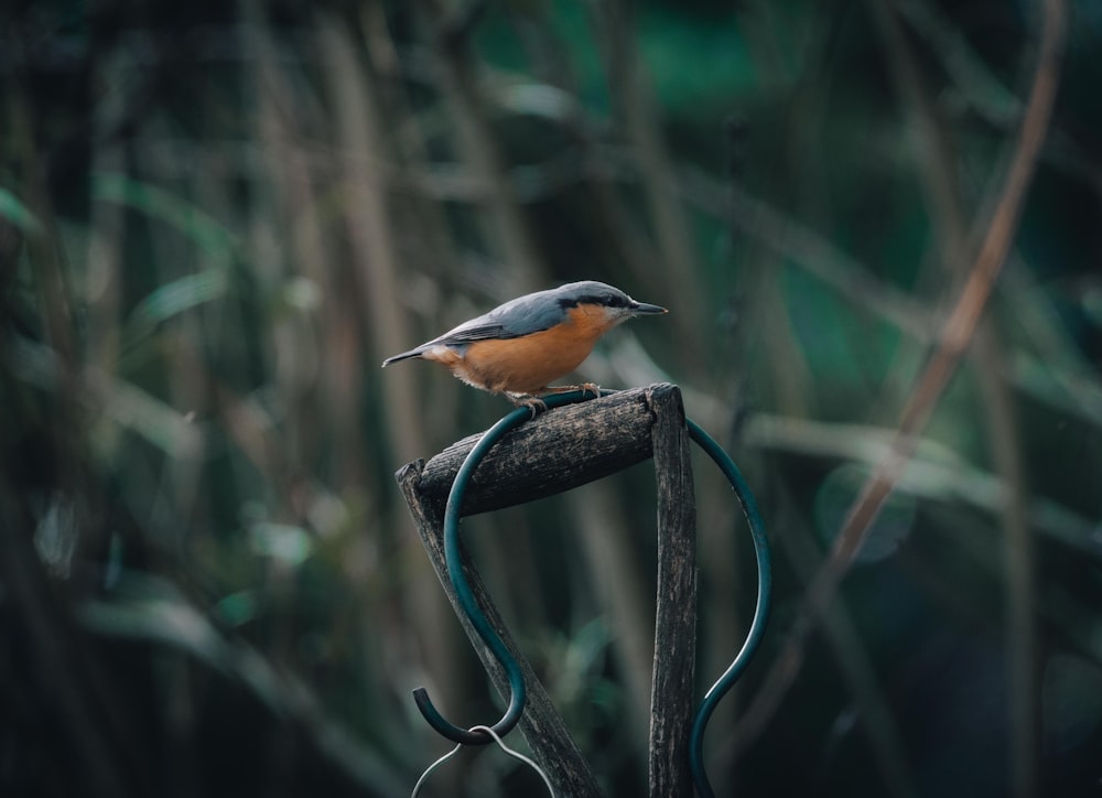 a small bird perched on top of a tree branch