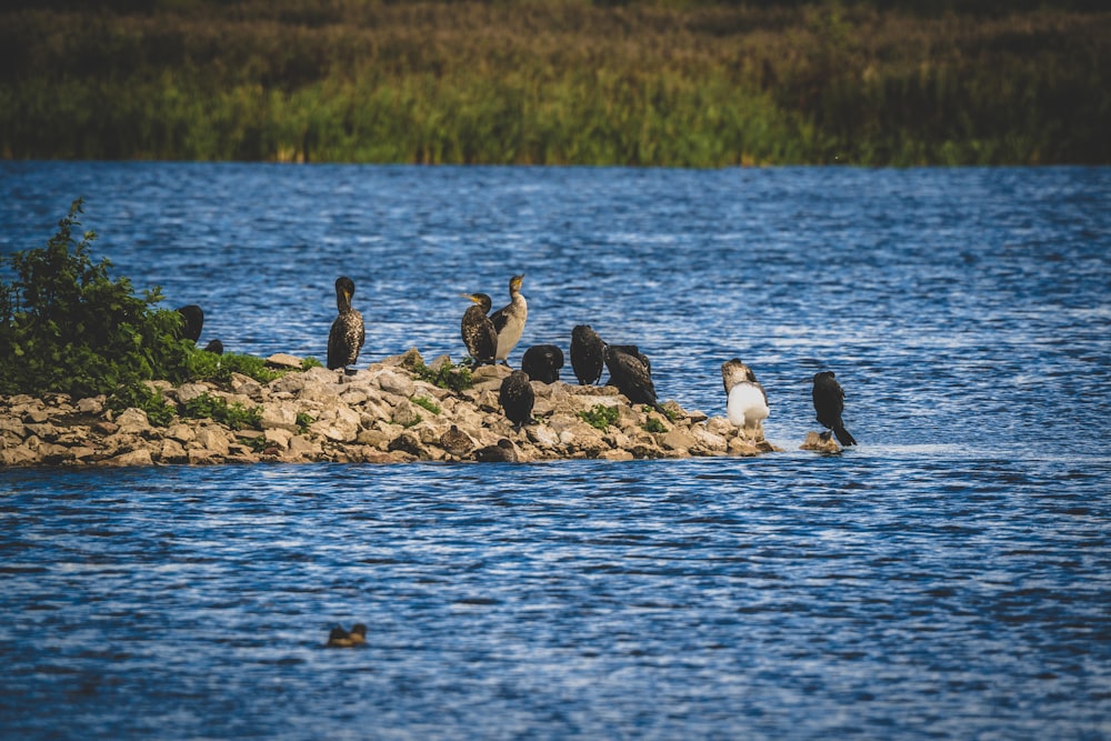 a flock of birds sitting on top of a rock in the water