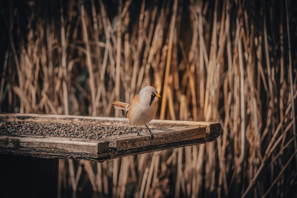 a small bird sitting on a wooden ledge