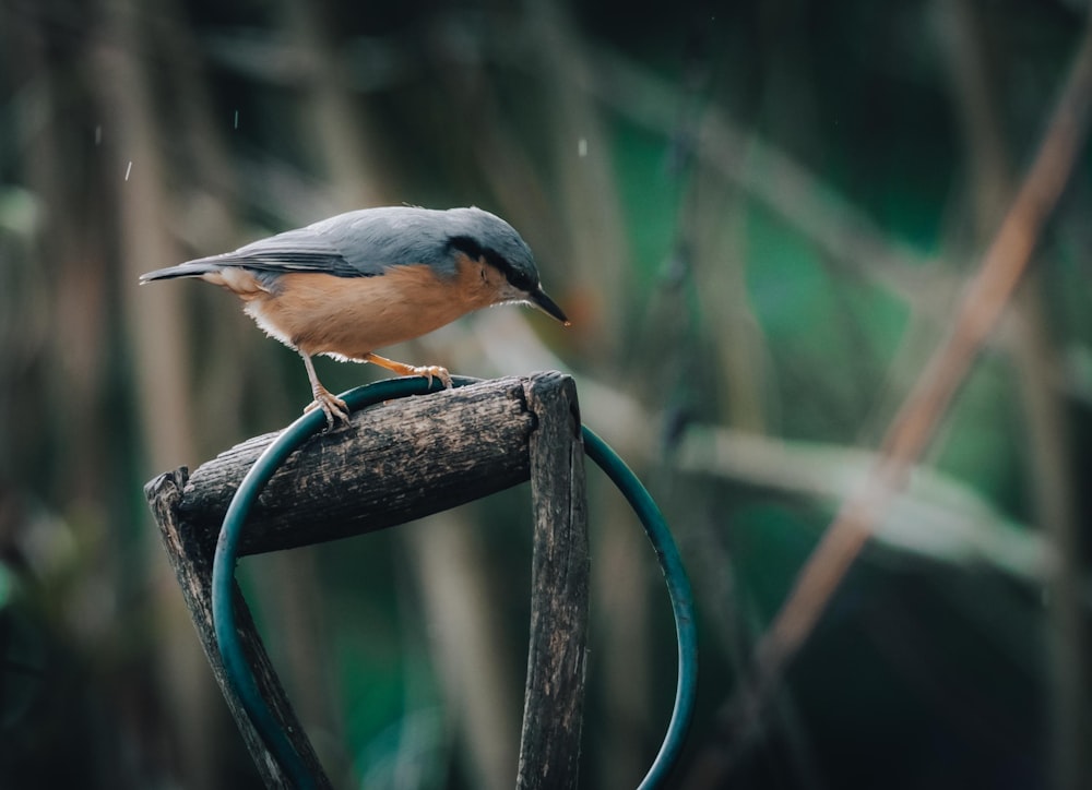 a small bird perched on top of a wooden chair