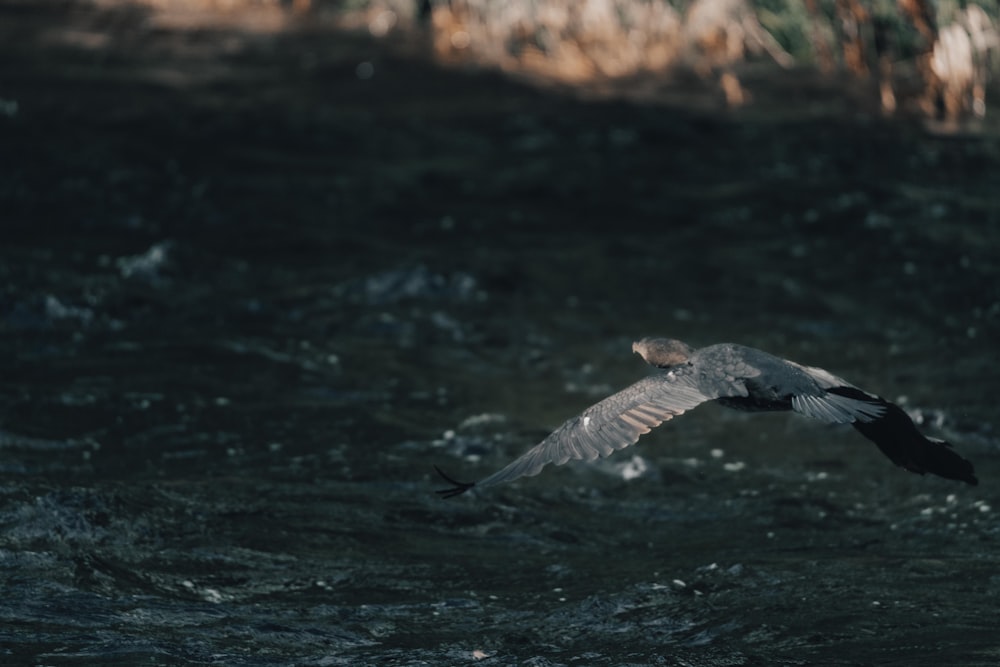 a bird flying over a body of water