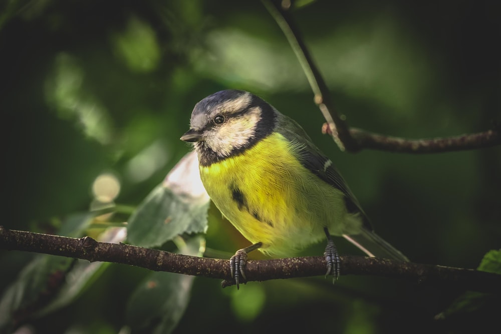 a small bird perched on a tree branch