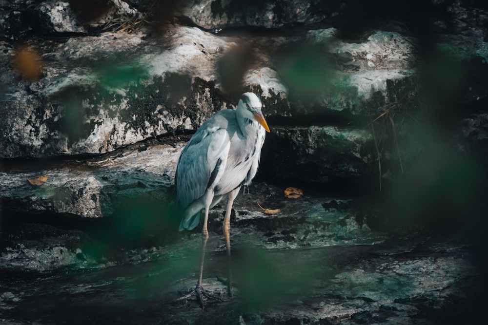 un oiseau blanc avec un bec jaune debout sur un rocher