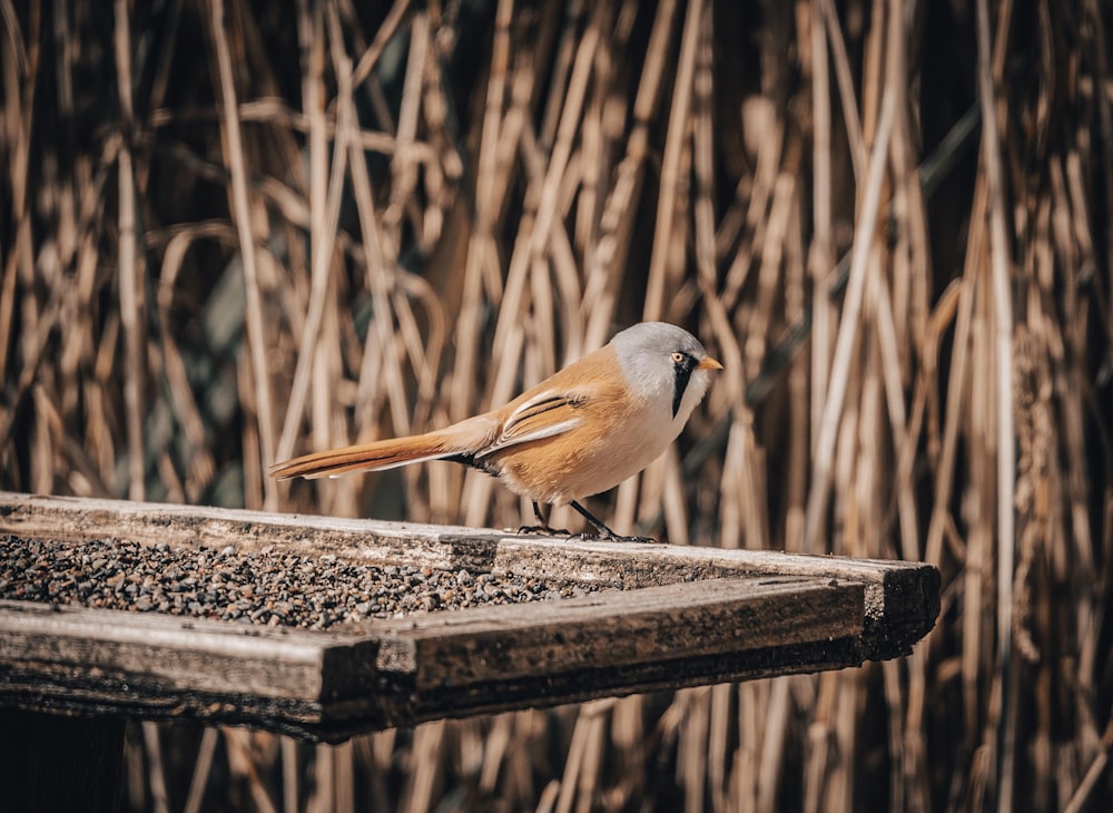 a small bird sitting on top of a wooden bench