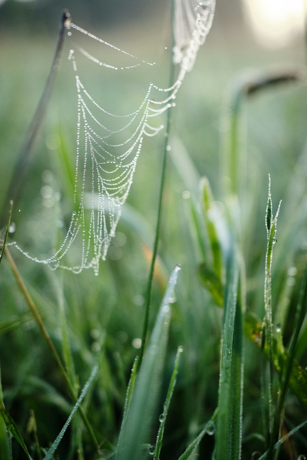a dew covered spider web in the grass
