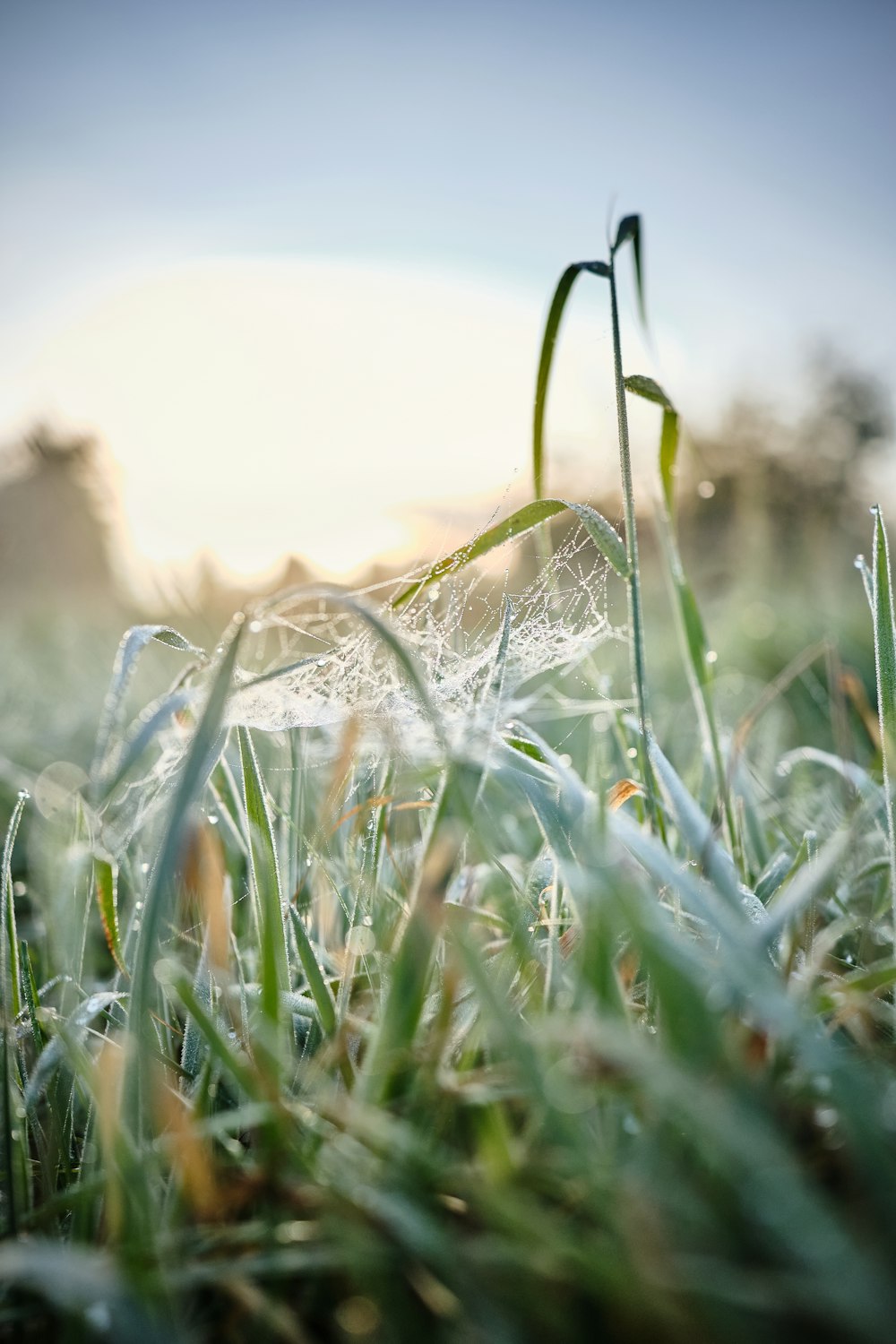 a close up of some grass with a blurry background