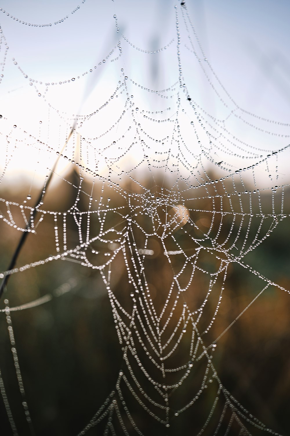 a spider web with water droplets on it