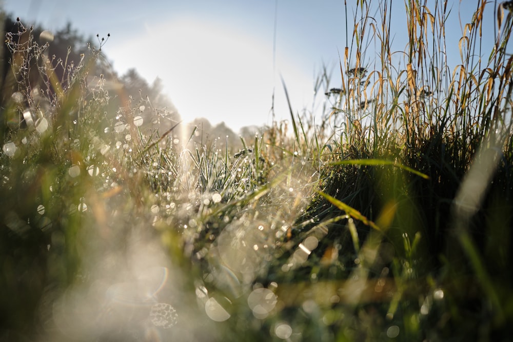 the grass is covered with dew on a sunny day