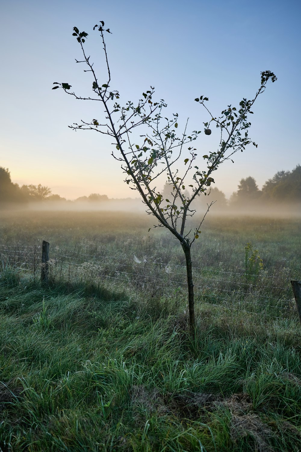 a tree in a field with fog in the background