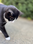 A black and white cat is captured in a close-up shot, with its focus directed downward. The background is blurred greenery, enhancing the cat's sleek fur and attentive pose.