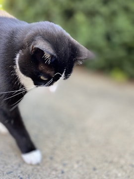 A black and white cat is captured in a close-up shot, with its focus directed downward. The background is blurred greenery, enhancing the cat's sleek fur and attentive pose.