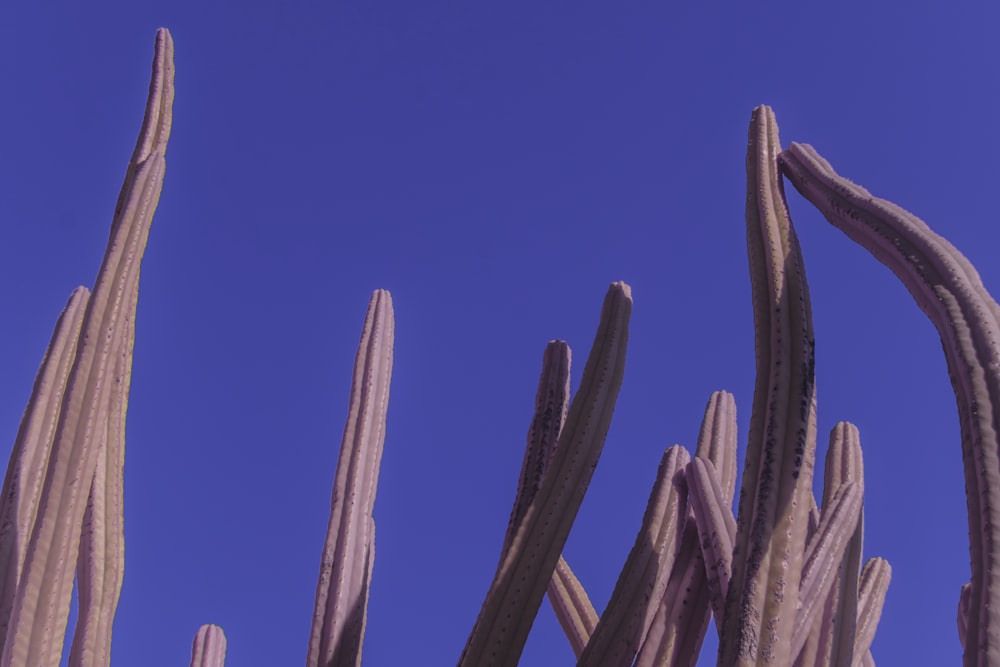 a group of tall cactus plants against a blue sky