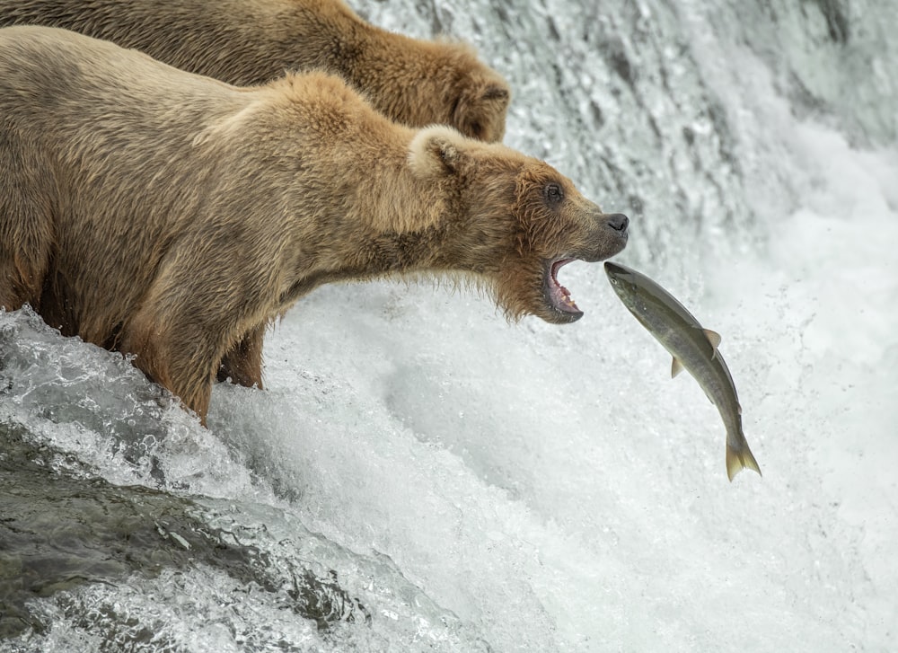 2匹のクマが滝で魚をめぐって戦っている