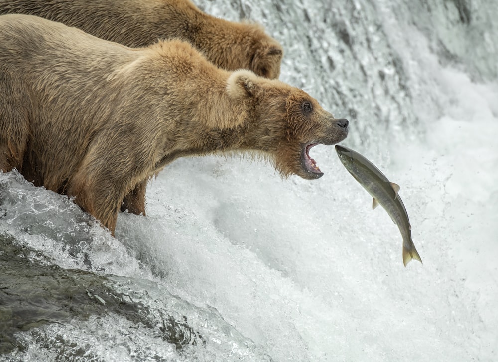 dois ursos estão lutando por um peixe em uma cachoeira