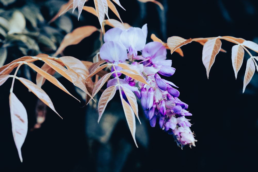 a close up of a purple flower on a tree