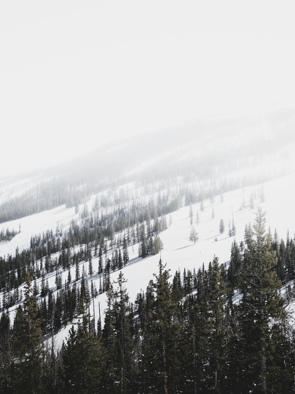 a snow covered mountain with lots of trees