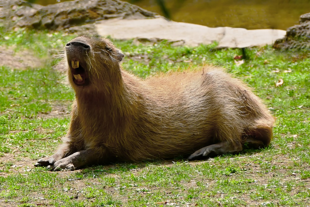 a large animal laying on top of a lush green field