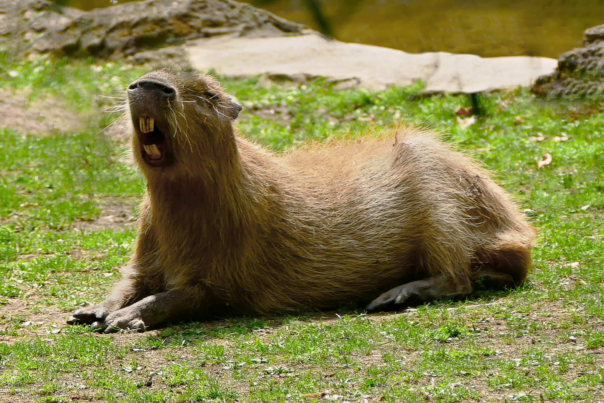 A brown capybara with a wide open mouth sitting in the grass