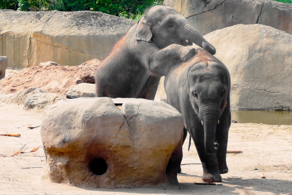 a couple of elephants standing next to each other