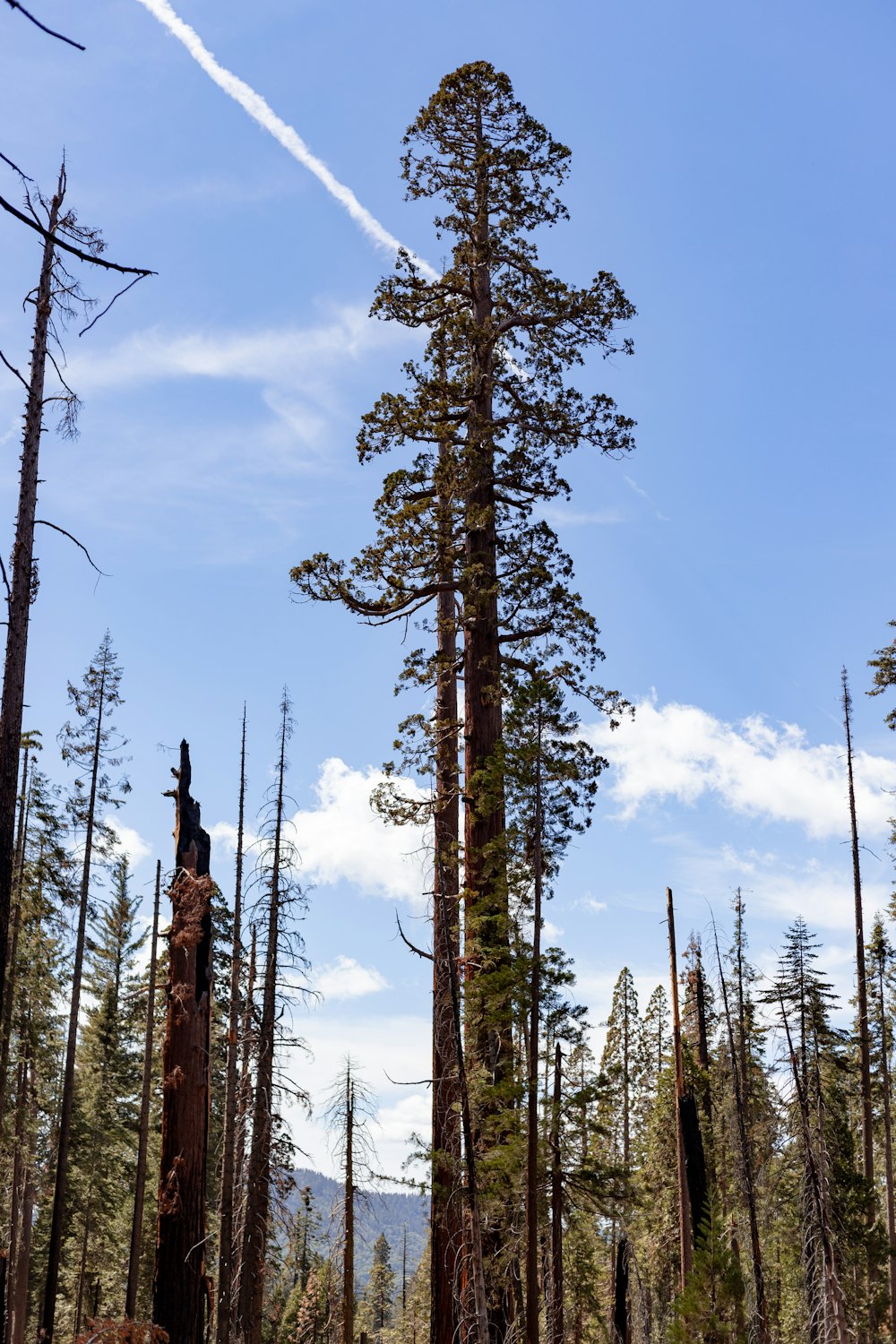 Eine Gruppe hoher Bäume mitten im Wald