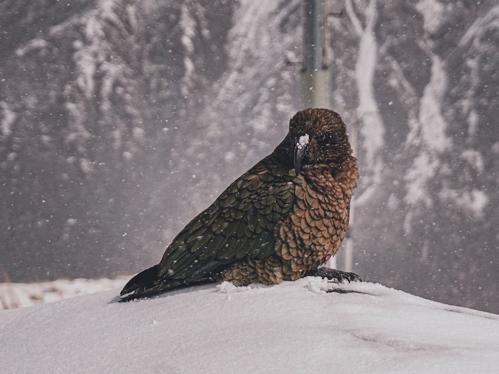 a bird sitting on top of a snow covered hill