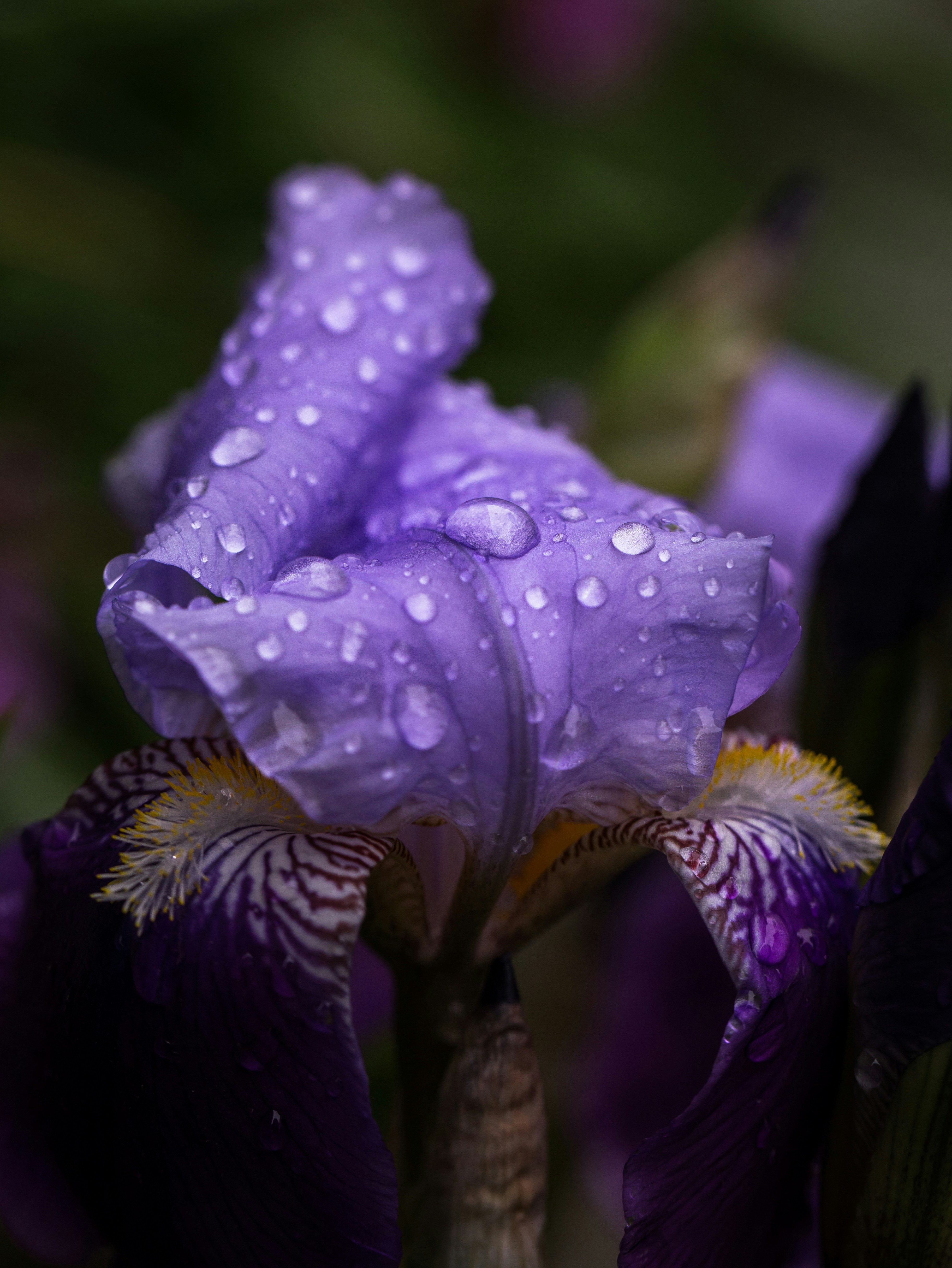 Photo by blooddrainer