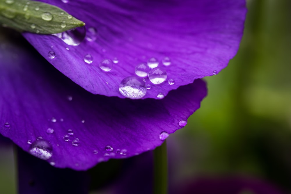 a purple flower with water droplets on it