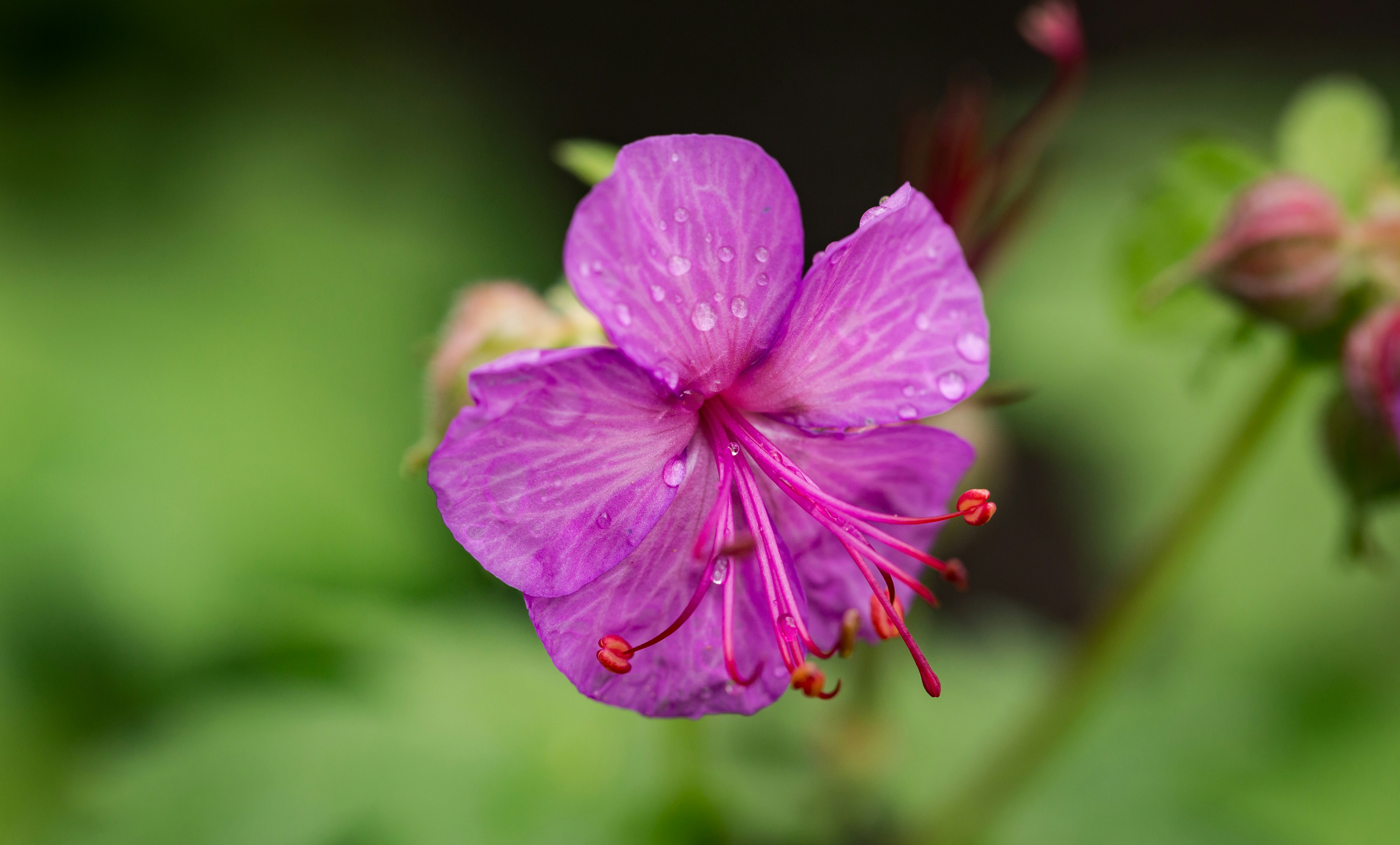 Photo by blooddrainer