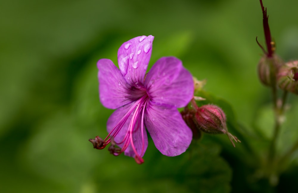 a purple flower with water droplets on it