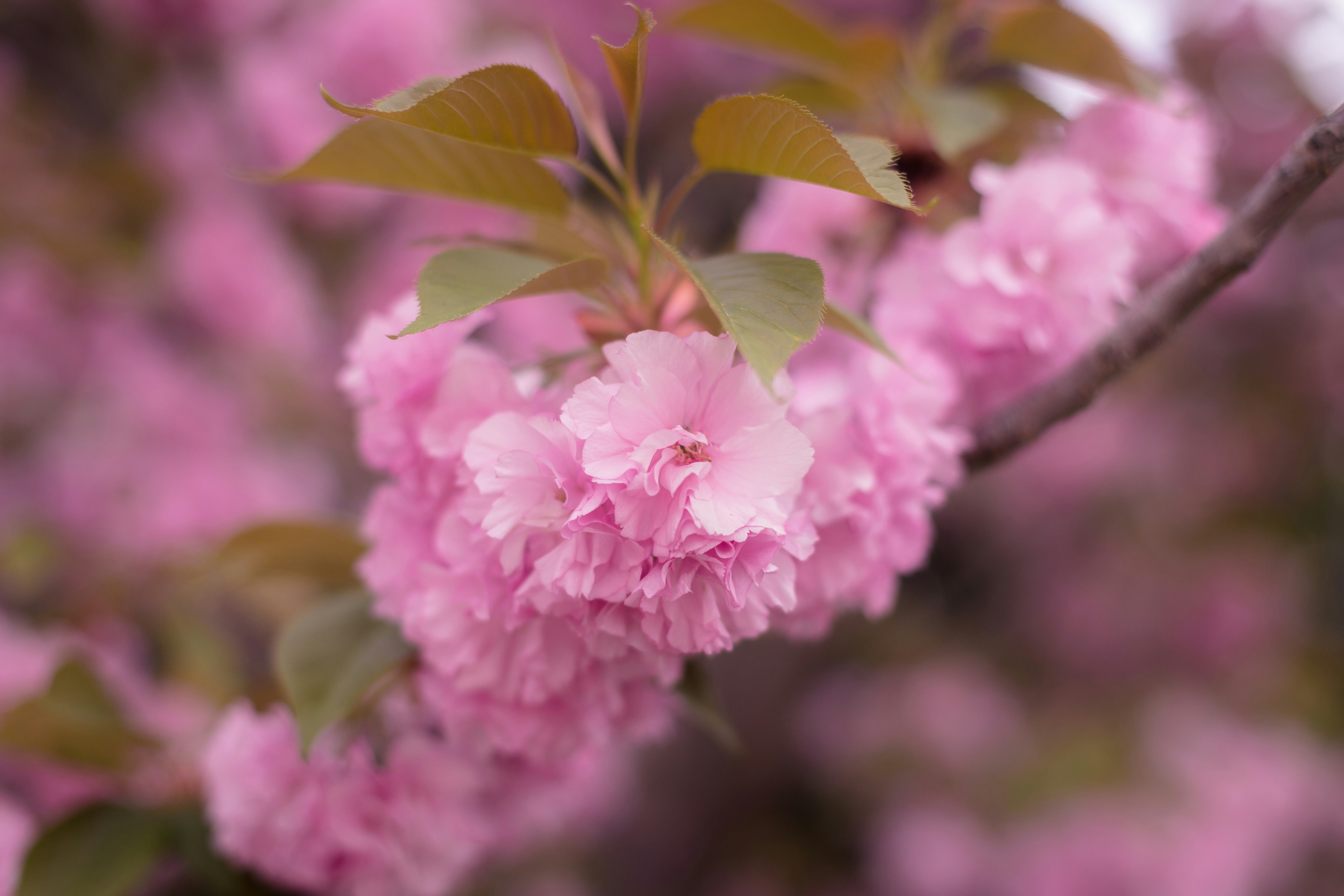 Photo by blooddrainer