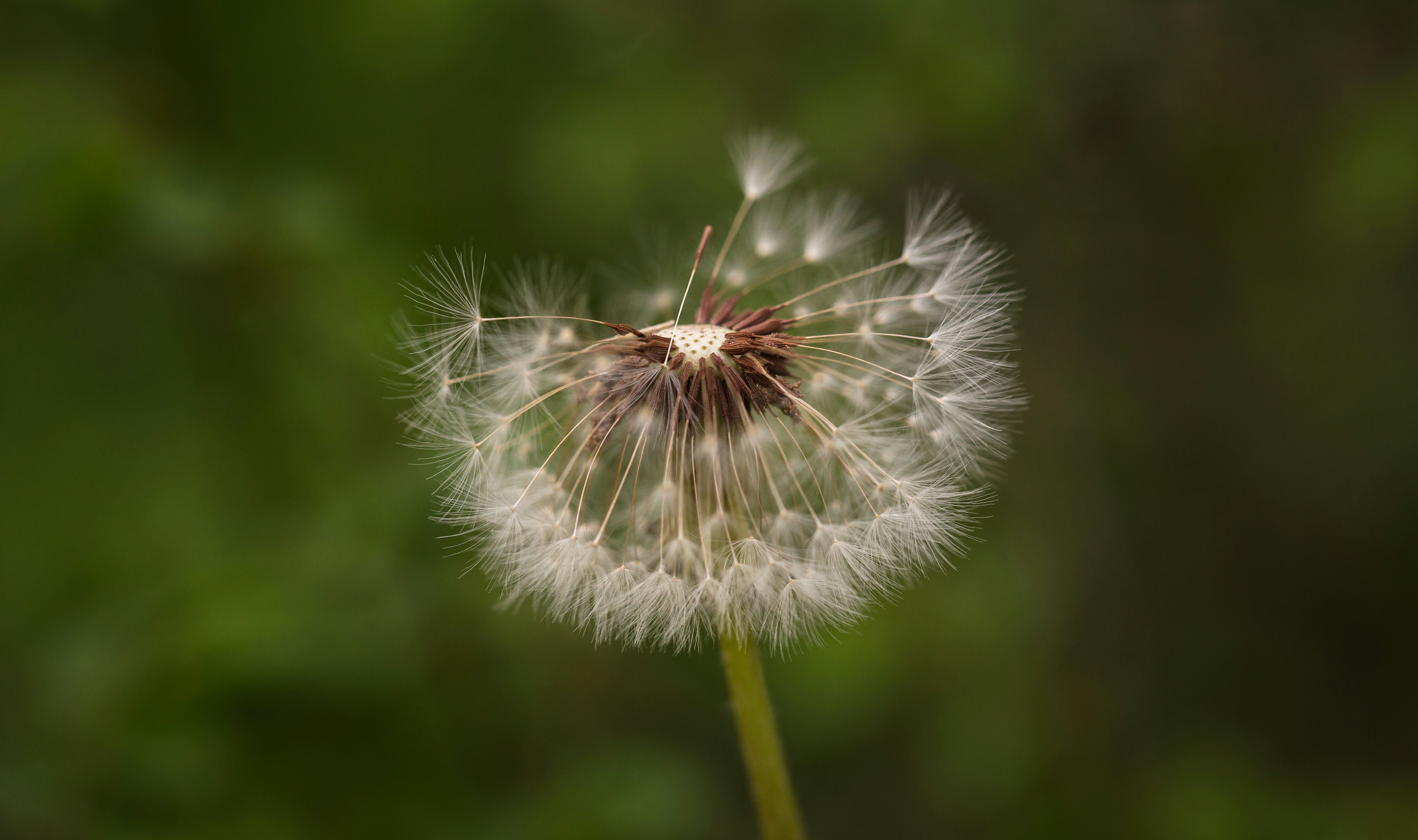 Photo by blooddrainer