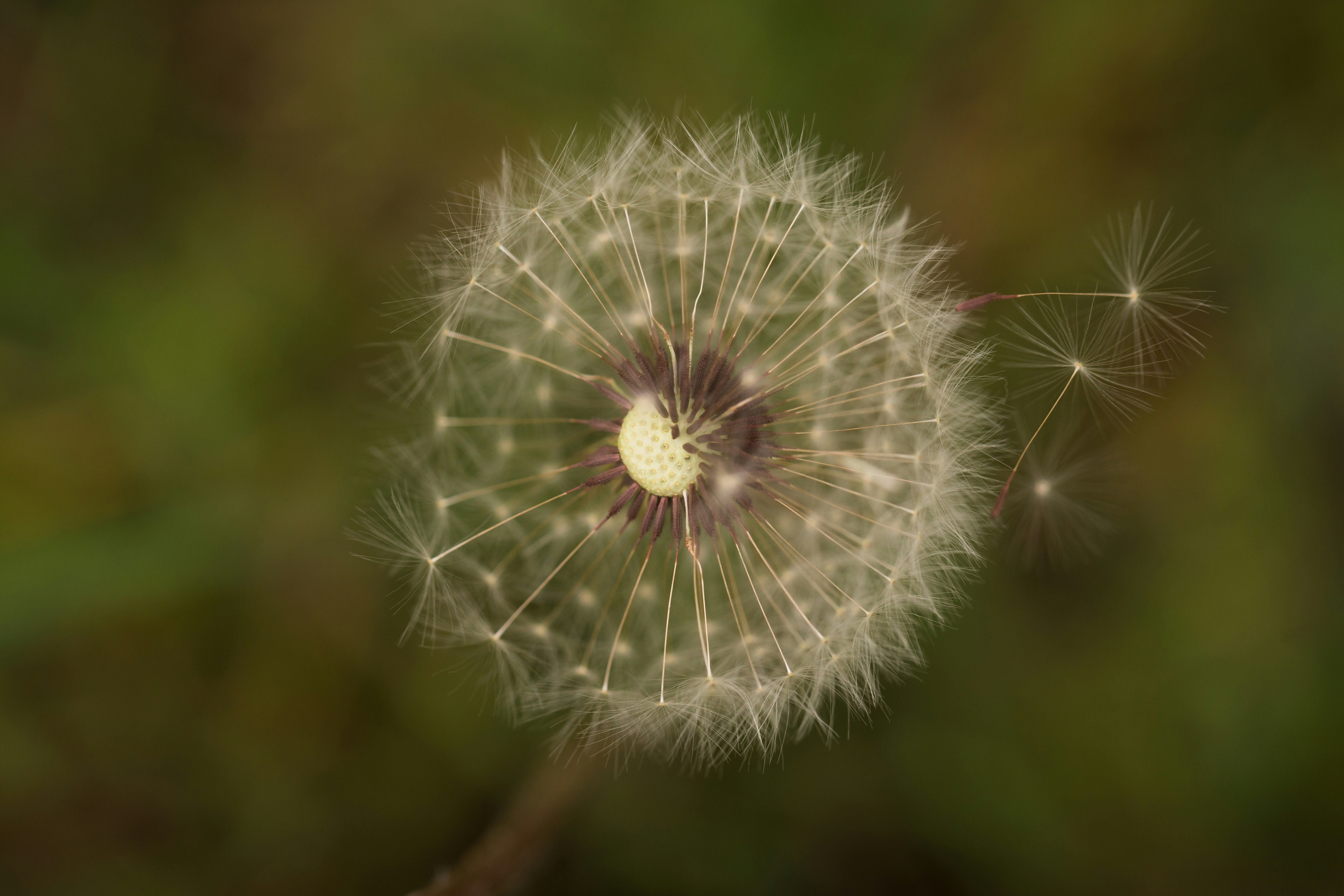 Photo by blooddrainer