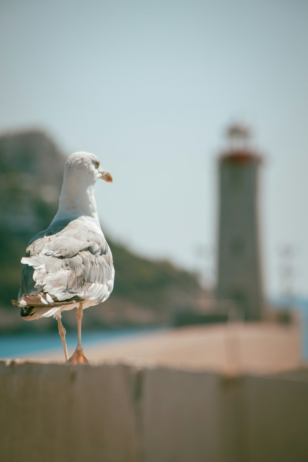 a seagull standing on a ledge near a lighthouse