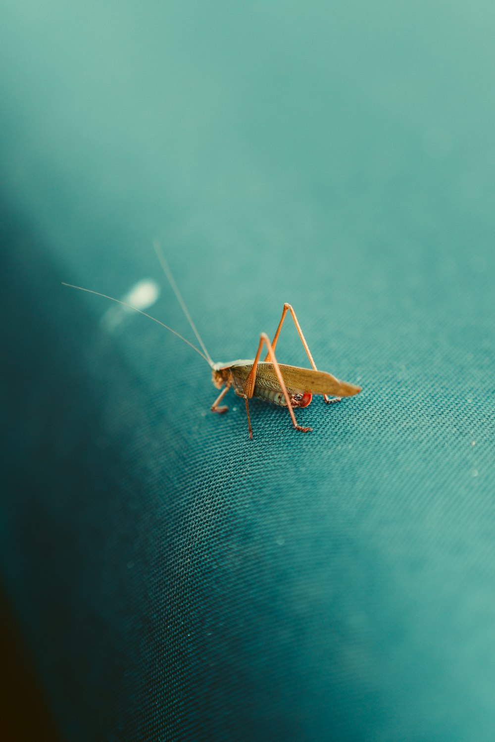 Un primer plano de un saltamontes sobre una superficie azul