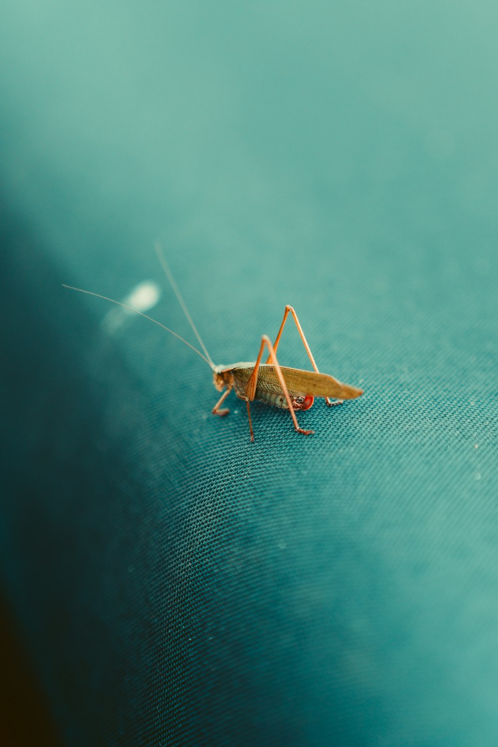 a close up of a grasshopper on a blue surface