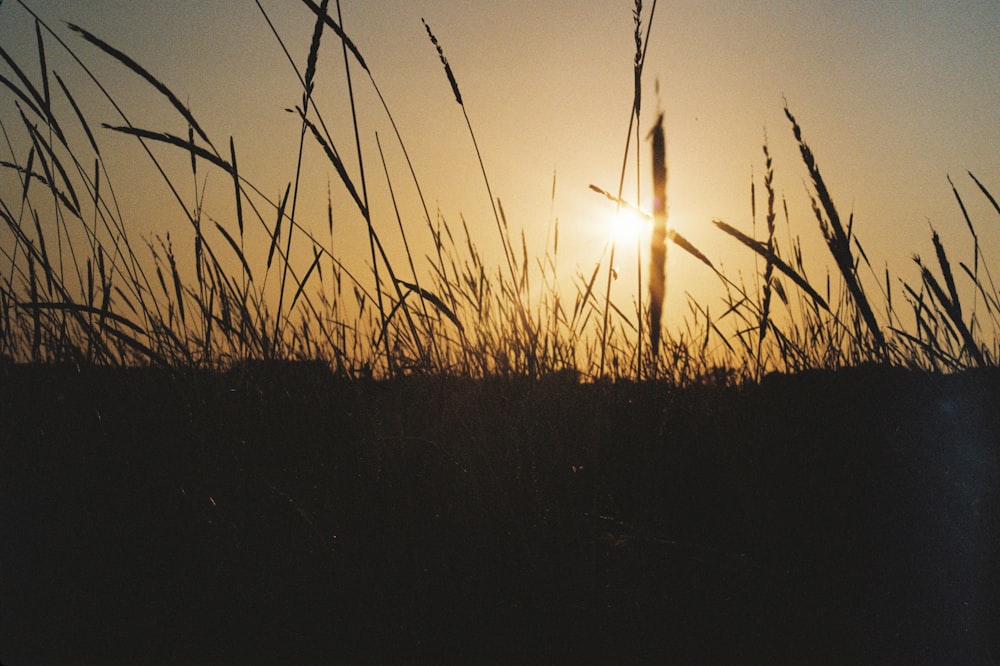 the sun is setting over a field of tall grass