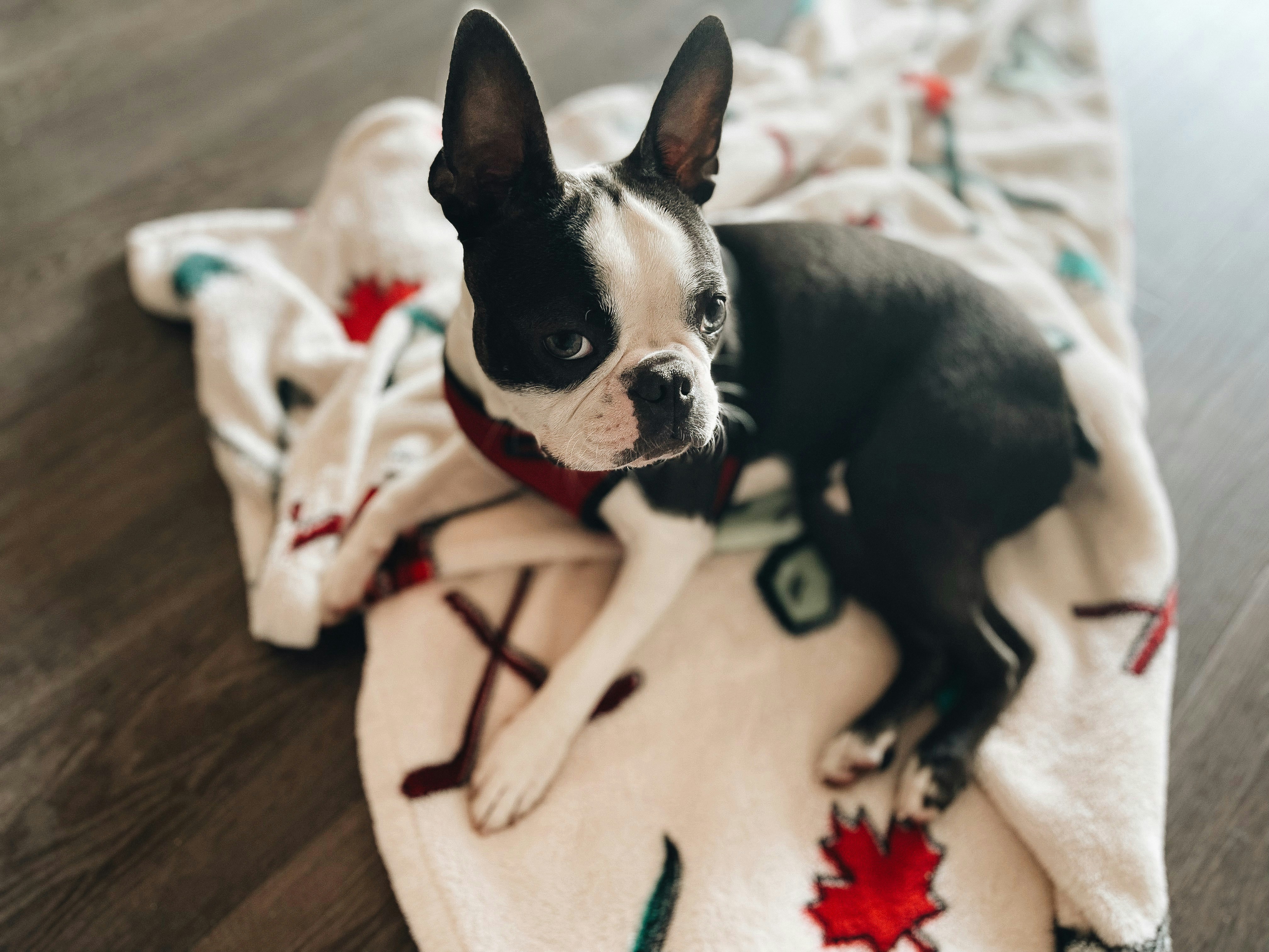 red boston terrier