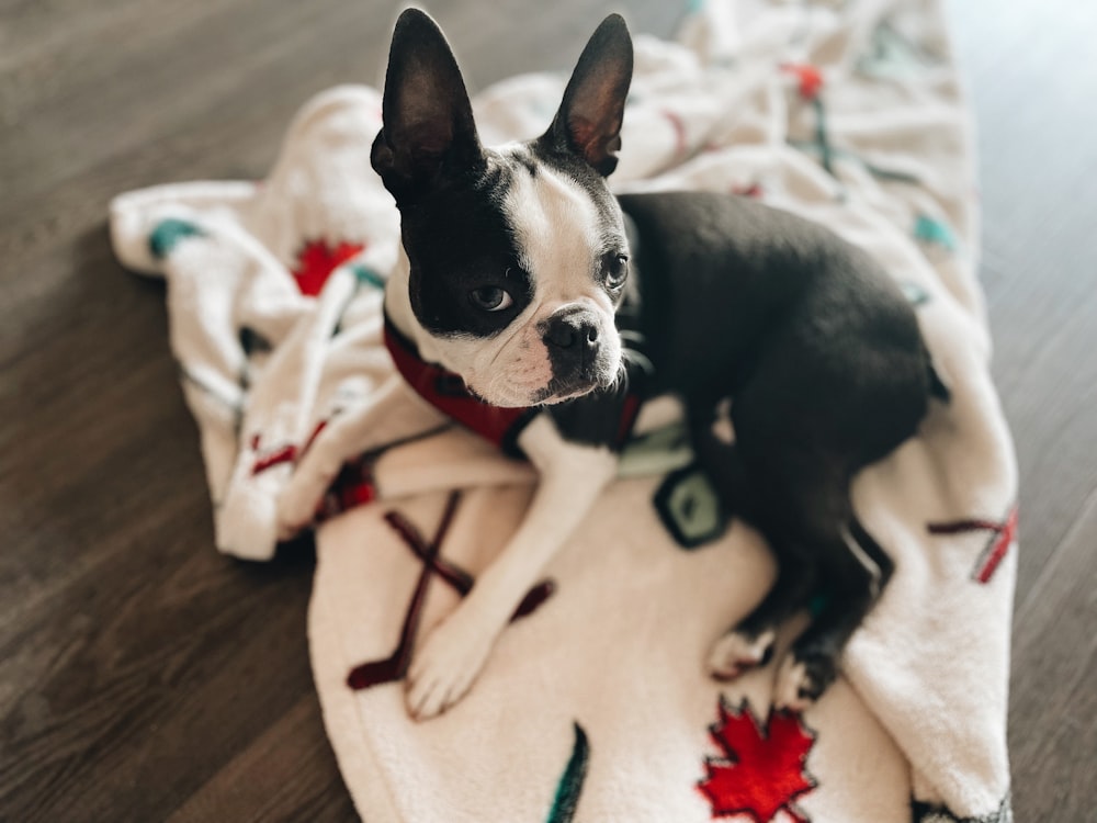 a small black and white dog laying on a blanket