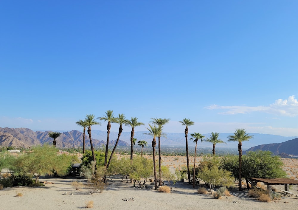 a group of palm trees sitting in the middle of a desert